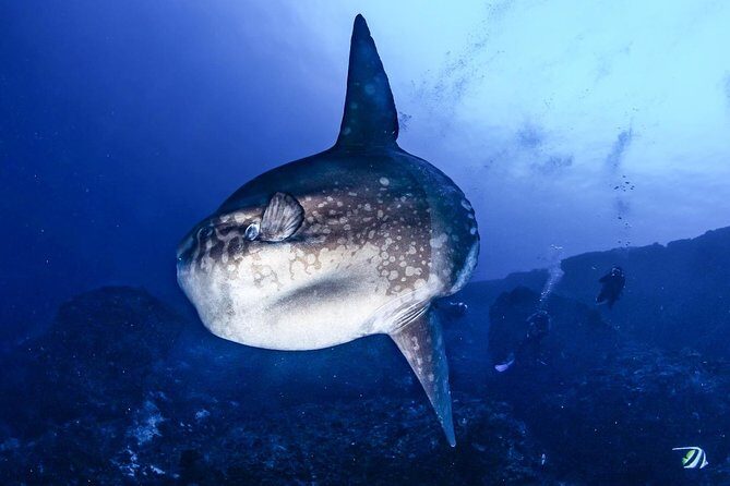 7 Fun Dives in Nusa Lembongan (for certified divers) - Premium Value Package - FAQ: Your Questions About the 7 Fun Dives Package Answered