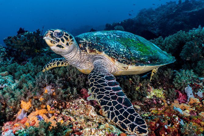 7 Fun Dives in Pemuteran (for certified divers) - Exploration in Menjangan Park - A Deep Dive into the Experience