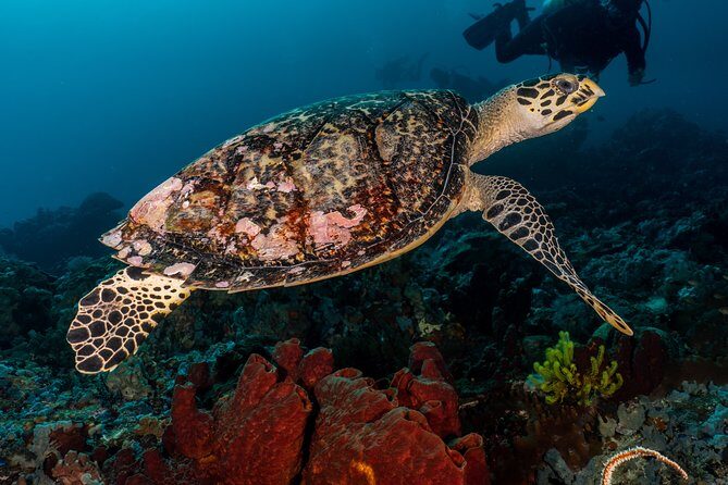 7 Fun Dives in Pemuteran (for certified divers) - Exploration in Menjangan Park - Authentic Marine Encounters You’ll Remember