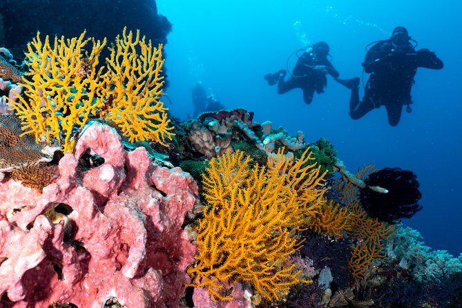 7 Fun Dives in Pemuteran (for certified divers) - Exploration in Menjangan Park - Who Will Love This Tour?