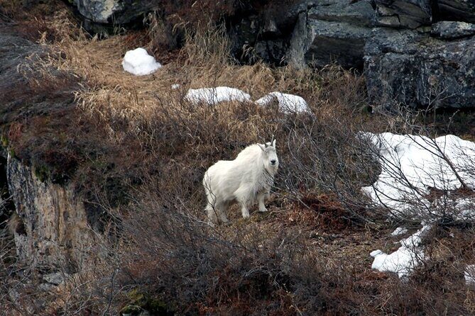 7 Hour Private Emerald Lake Van Excursion - FAQs