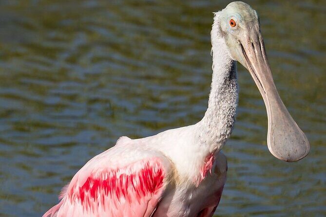 7 Hour Private Tour in Palo Verde National Park with Pickup - Exploring Palo Verde National Park: A Practical and Authentic Adventure