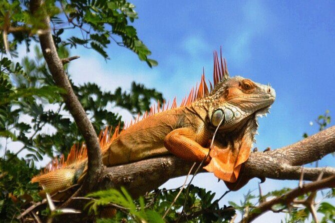 7 Hour Private Tour in Palo Verde National Park with Pickup - An In-Depth Look at the 7-Hour Private Tour in Palo Verde National Park