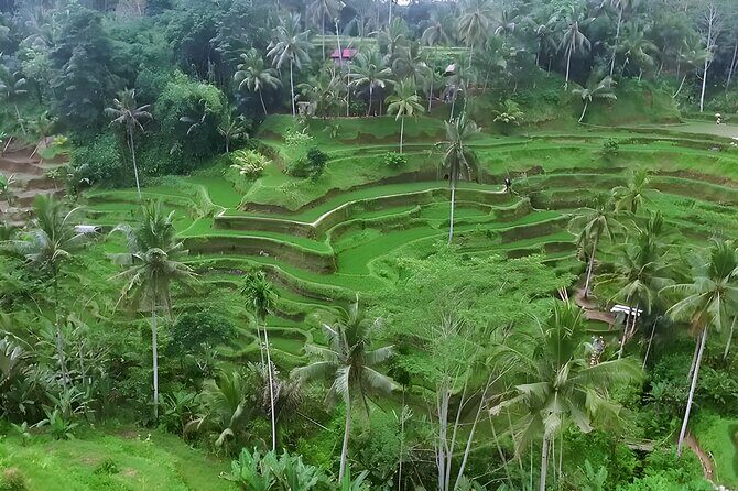 7-Hour Ubud Private Tour with Tegenungan Waterfall and Pick Up - Who Will Love This Tour?