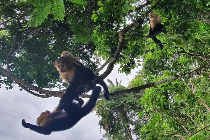 7 Hours Monkey Island and Nature Walk at Soberania National Park - A Deep Dive into the Panama Wildlife Adventure