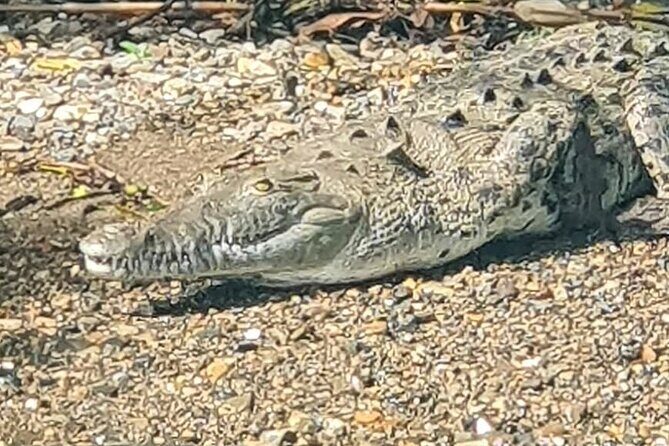 7 Hours Monkey Island and Nature Walk at Soberania National Park - Frequently Asked Questions