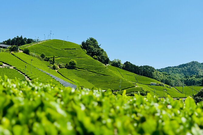 7 Hours Private Guided Tour Uji and Wazuka Matcha Farm - Key Points