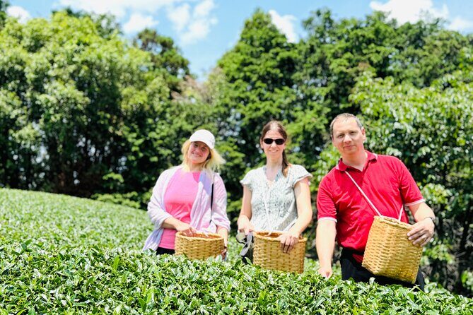 7 Hours Private Guided Tour Uji and Wazuka Matcha Farm - The Overall Experience and Value