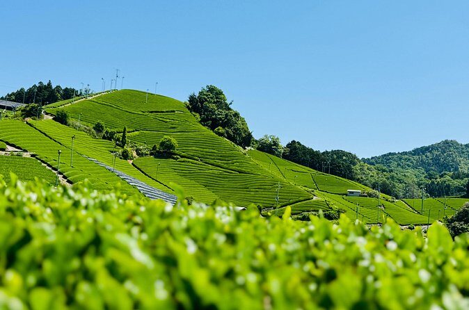 7 Hours Private Guided Tour Uji and Wazuka Matcha Farm - Final Thoughts