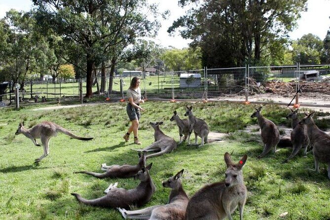 7 Wonders of Sydney South/CBD Luxury Private Tour - What Makes This Tour Stand Out?