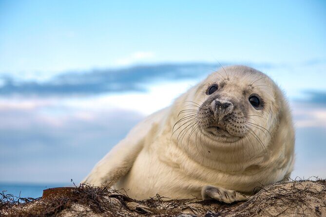 75 Minute Seal Watching Tour from Wickford - A Practical Guide to Wickford’s Seal Watching Tour