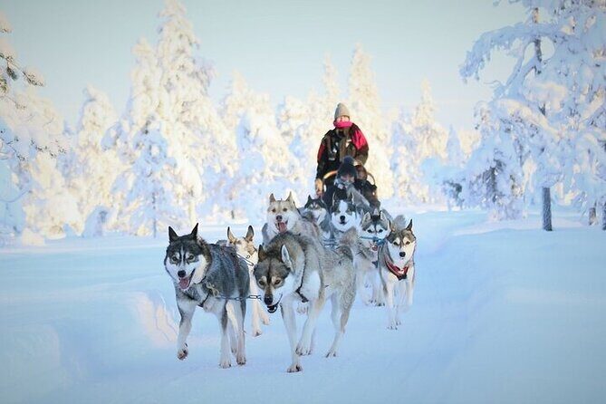 8-10km Husky Ride in the Taiga and Visit other farm animals - A Complete Guide to the 8-10km Husky Ride in the Taiga and Farm Visit