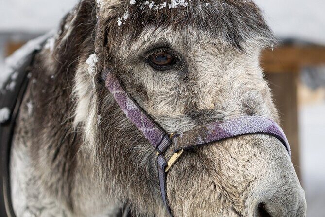 8-10km Husky Ride in the Taiga and Visit other farm animals - Key Points