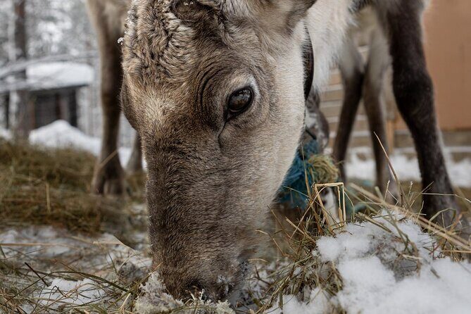 8-10km Husky Ride in the Taiga and Visit other farm animals - Who Will Love This Tour?