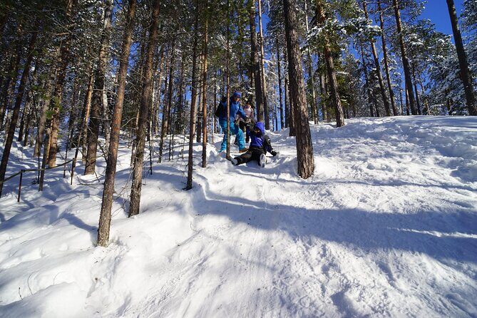 8-10km Husky Ride in the Taiga Forest and visiting the Kennel - A Thrilling Husky Ride in Finland’s Lapland Wilderness