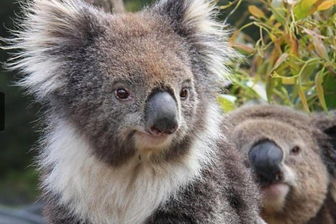 8-Day Cairns Tour: Great Barrier Reef, Kuranda, Daintree Rainforest - FAQ
