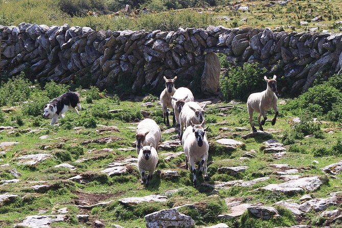 8 Day Emerald Explorer Small Group of tour of Ireland - Frequently Asked Questions
