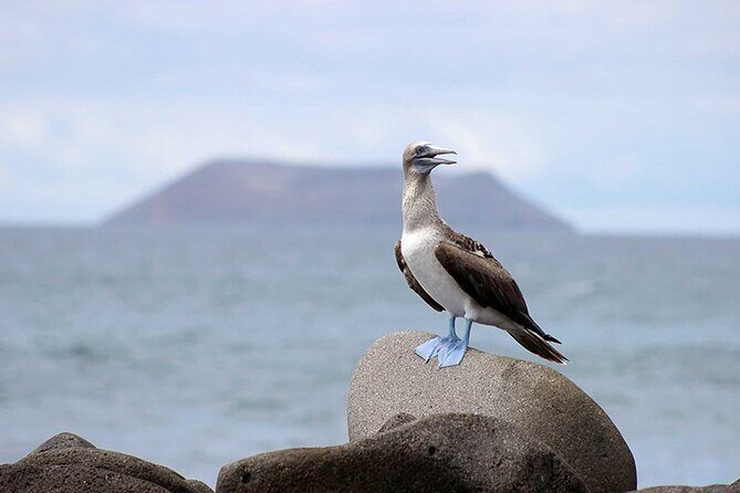 8 Day Galapagos Island Hopping - A Deeper Dive into the Galapagos Island Hopping Experience