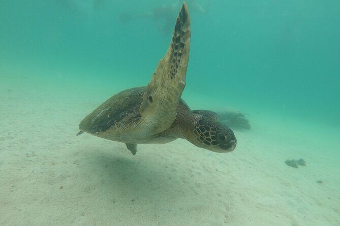 8-Day Galapagos Island Hopping Tour: Isabela, Giant Tortoises, and Snorkeling - A Close Look at the 8-Day Itinerary