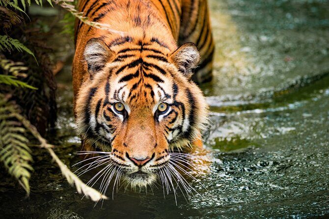 8 Day Golden Triangle Tour with Ranthambore Tigers Tour - Exploring the Itinerary in Detail