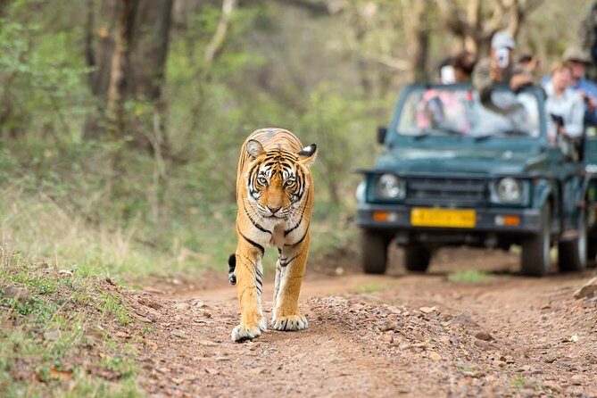 8 Day Golden Triangle Tour with Ranthambore Tigers Tour - FAQ