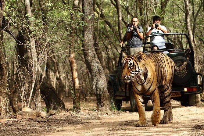 8-Day Private Golden Triangle Tour with a Ranthambore Wildlife Safari From Delhi - A Deep Dive into the 8-Day Tour