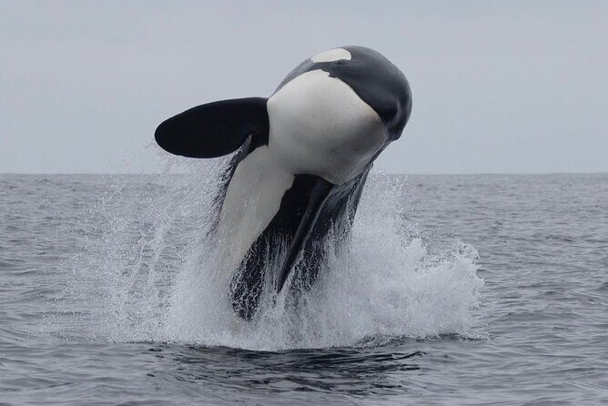 8 Day Southern Crossing Small Group Tour - Final Thoughts: Why Choose This Tour?