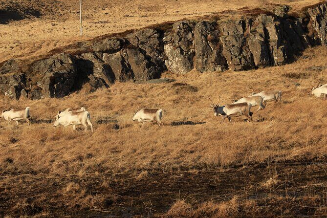 8 Day Winter Circle Tour, Ring Route of Iceland with Snæfellsnes Peninsula - FAQ