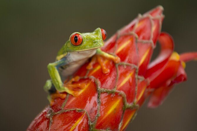 8 days and 7 nights - Costa Rica Pura Vida - Final Thoughts