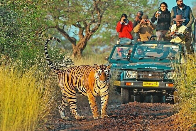 8 Days Golden Triangle with Ranthambhore Tour - Key Points