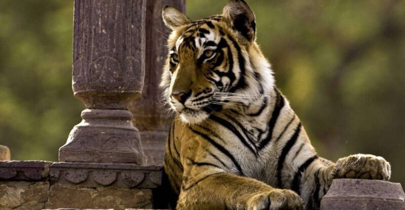 8 Days GOLDEN TRIANGLE WITH RANTHAMBORE WILDLIFE SAFARI - The Iconic Taj Mahal and Agra’s Architectural Wonders