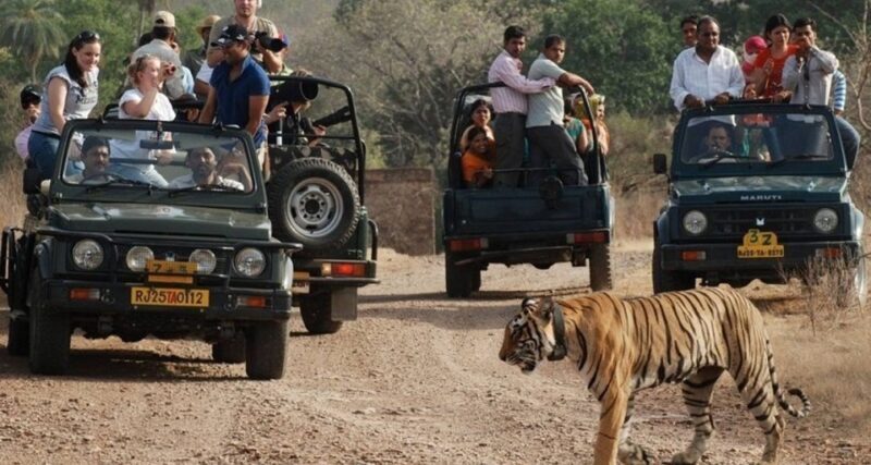 8 Days GOLDEN TRIANGLE WITH RANTHAMBORE WILDLIFE SAFARI - FAQs