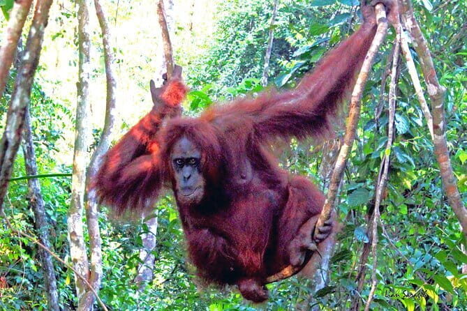 8 days group tour in Sumatra - Final thoughts