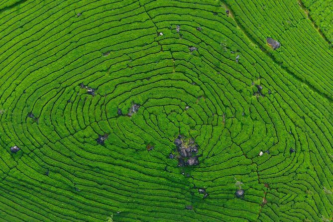 8 Days Kerala Private Tour (3 Star) with Munnar, Houseboat & Cab- Iris Holidays - Who Should Book This Tour?