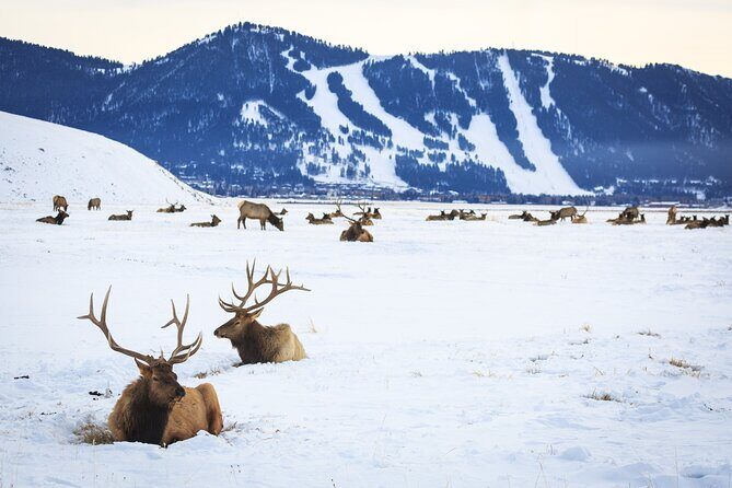 8 Hour Combination Snowshoe & Wildlife Viewing in Grand Teton National Park - FAQ