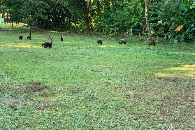 8 Hour Experience in Corcovado National Park - The Journey Through the Park