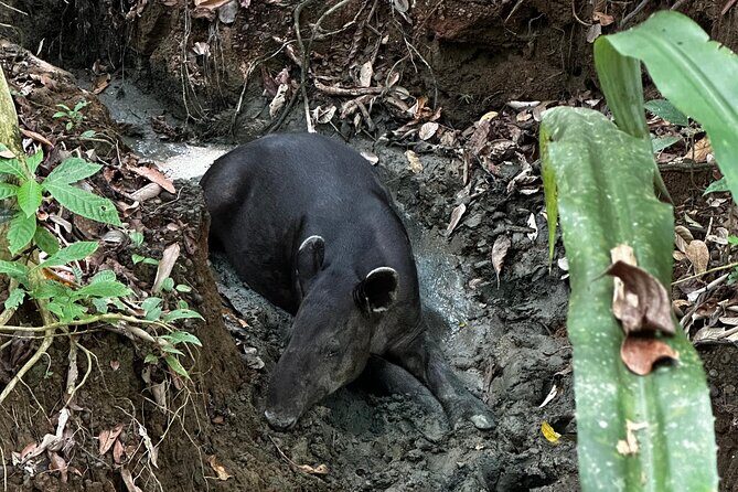 8 Hour Experience in Corcovado National Park - Additional Tips for a Smooth Tour