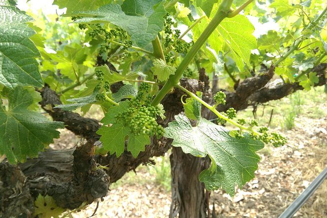 8 Hour - Napa and Sonoma Private Wine Tour - In-Depth Review of the Napa & Sonoma Private Wine Tour