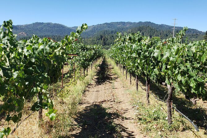 8 Hour Napa Valley Wine Tasting Tour from San Francisco - Key Points