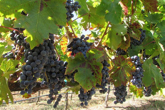 8 Hour Private Customized Wine Tour up to 7 Guests Napa & Sonoma - The Sum Up