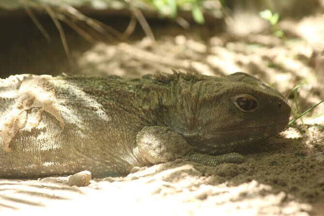 8-Hour Private Scenic Kapiti Coast Tour from Wellington - FAQ