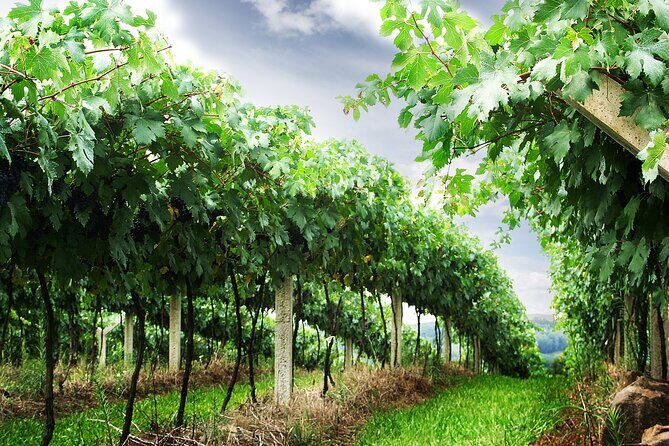 8 Hour Private Tour in Wine Country from San Francisco - Who This Tour Is Best For