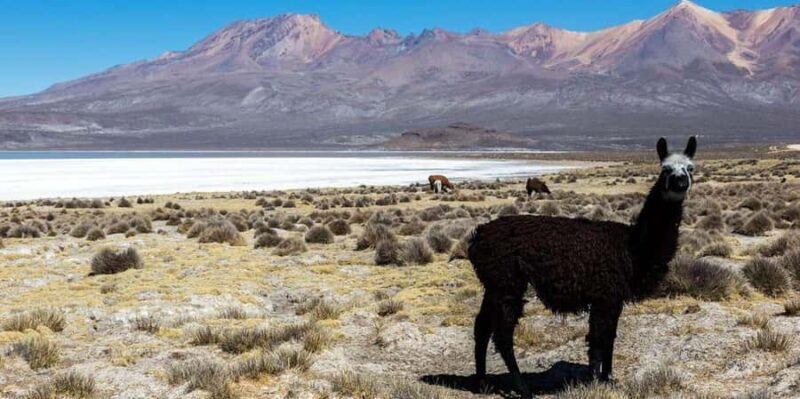8-Hour Tour in Arequipa Laguna de Salinas with Pickup - How the Day Unfolds