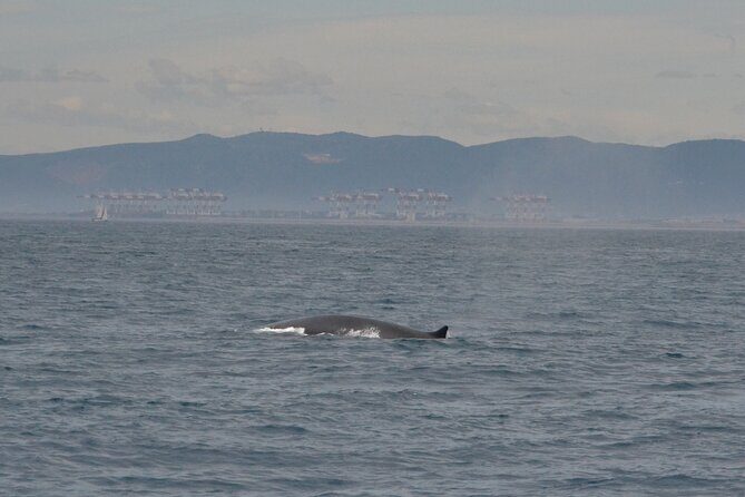 8-Hour Whale Watching in Barcelona - Experience a Full Day of Marine Encounters and Sailing off Barcelona’s Coast