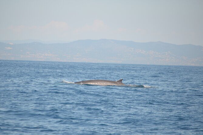8-Hour Whale Watching in Barcelona - Final Thoughts