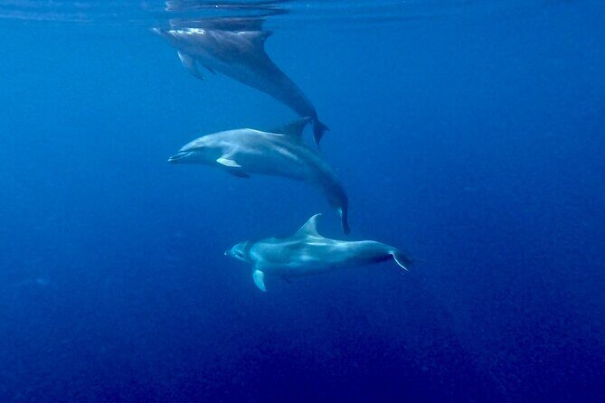 8 Hours Excursion in the Gulf of Olbia with aperitif+lunch included - Who Should Consider This Tour?