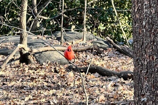 8 stops Central Park Pedicab Tour Customizable Landmarks - Exploring Central Park in Style and Comfort