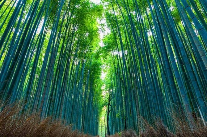 9 Day Best of Japan Cherry Blossom Small Group Tour 2026 - FAQ