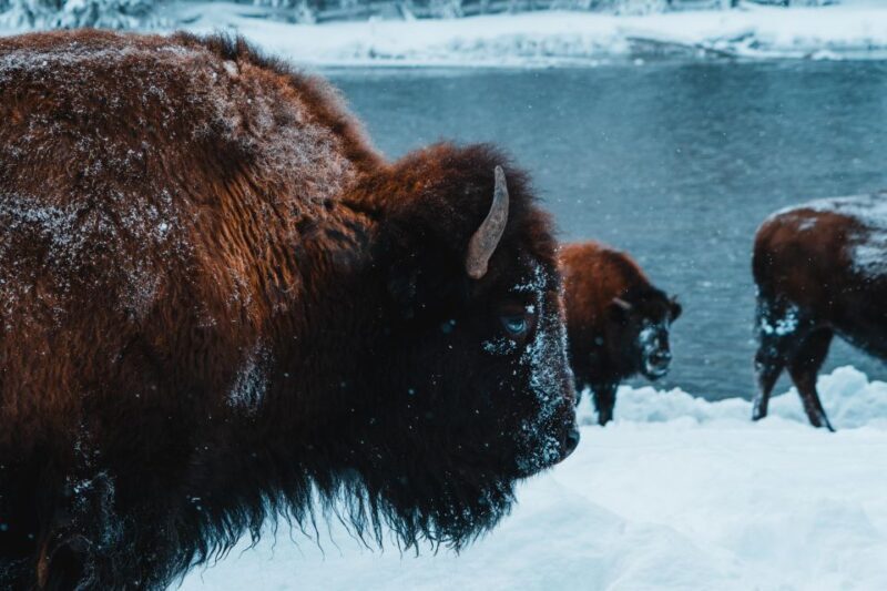 9-Day winter Yellowstone Tour with Southern Utah and Arizona - Final Thoughts: Who Is This Tour Best For?