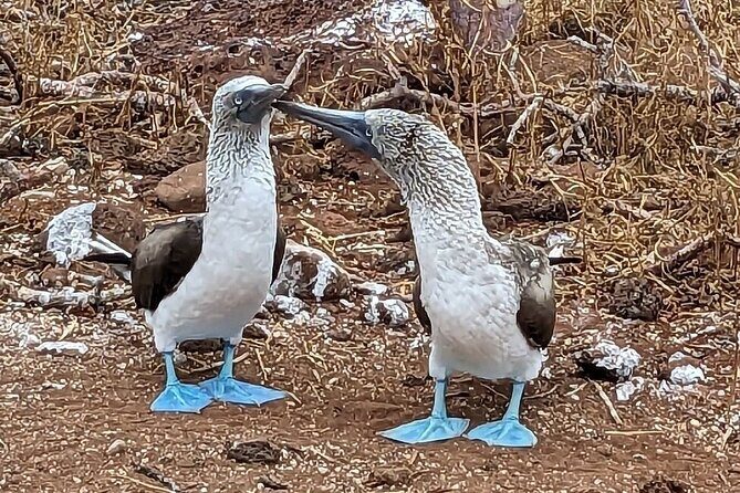9 Days Galapagos Island Hopping - Key Points